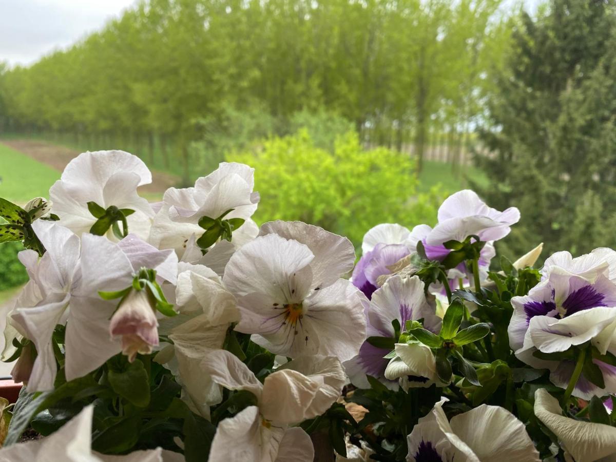 B&B Happiness In The Country Brescello Extérieur photo